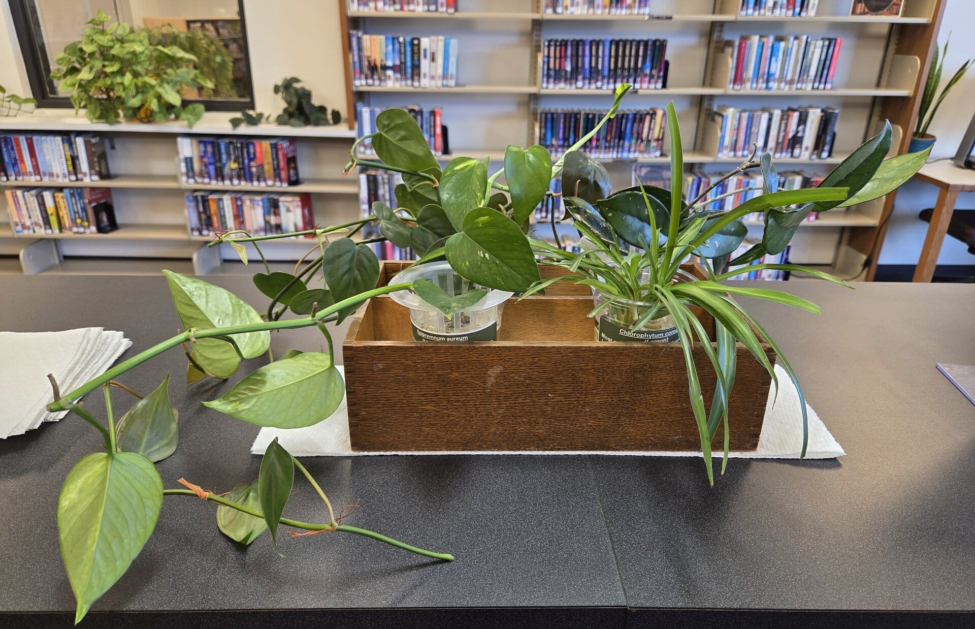 houseplants image