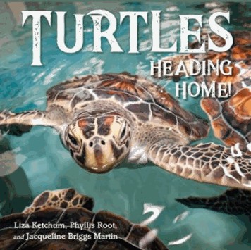 turtles heading home